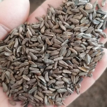 牛蒡子牛子实物实拍批发各种中药材量大优惠欢迎选购