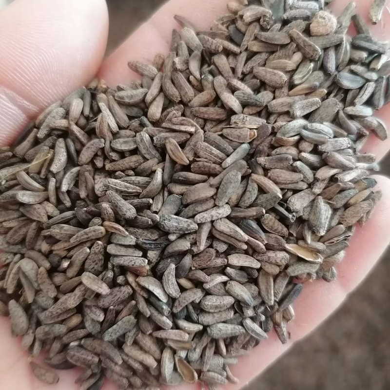 牛蒡子牛子实物实拍批发各种中药材量大优惠欢迎选购