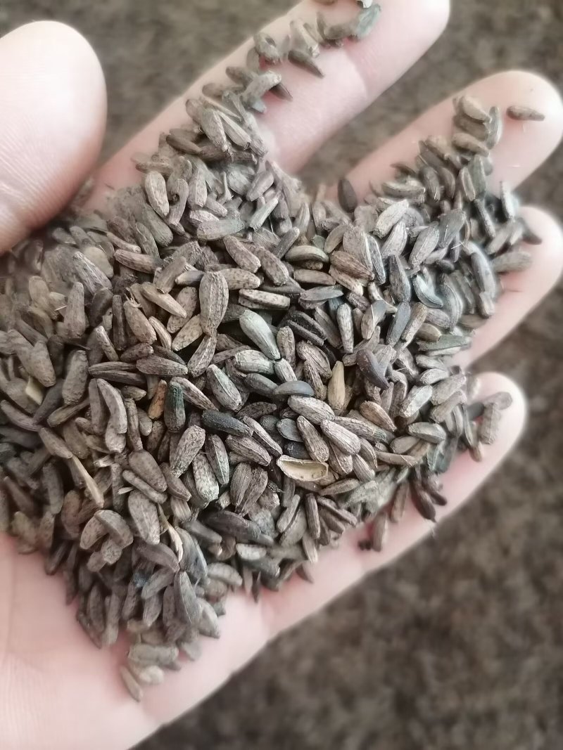 牛蒡子牛子实物实拍批发各种中药材量大优惠欢迎选购