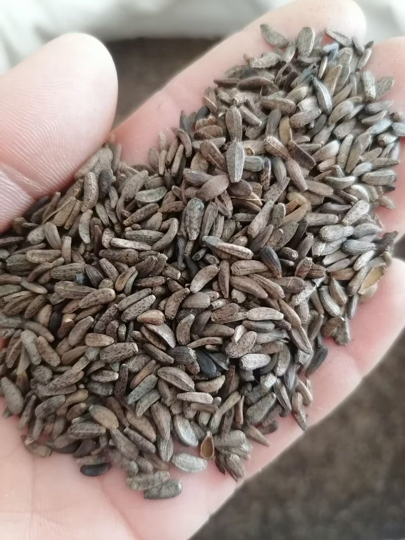 牛蒡子牛子实物实拍批发各种中药材量大优惠欢迎选购