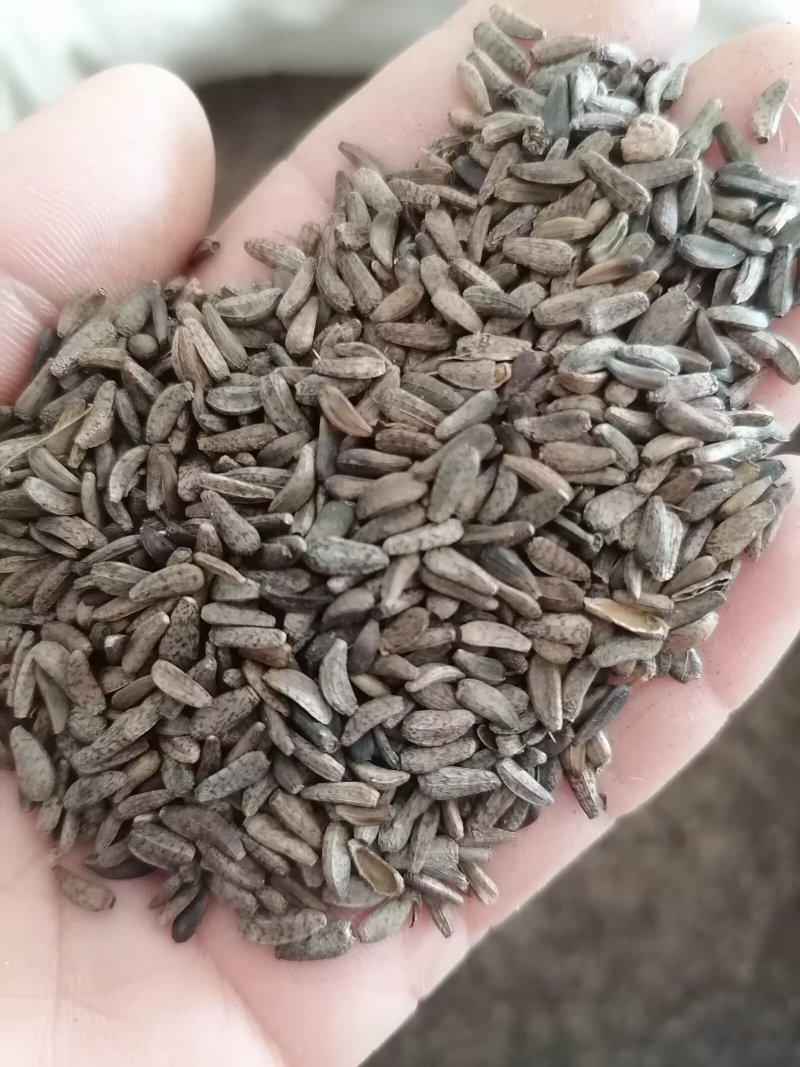 牛蒡子牛子实物实拍批发各种中药材量大优惠欢迎选购