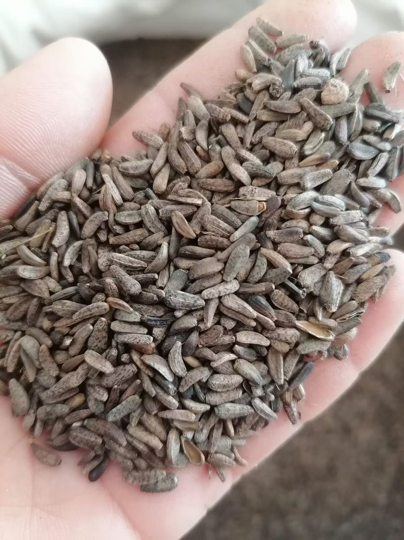 牛蒡子牛子实物实拍批发各种中药材量大优惠欢迎选购