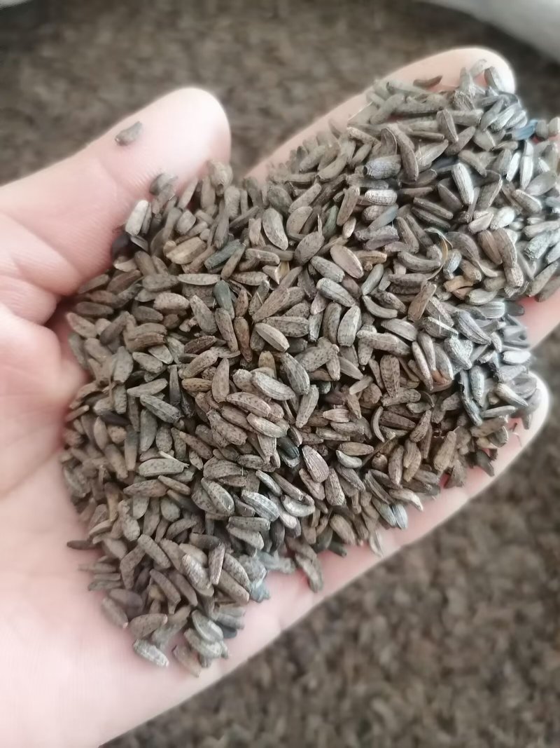 牛蒡子牛子实物实拍批发各种中药材量大优惠欢迎选购