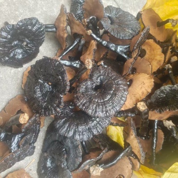 长脚黑灵芝