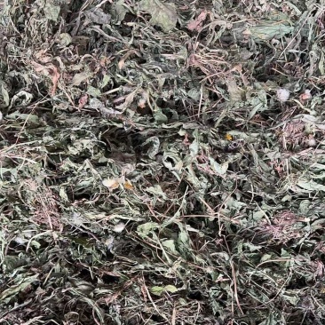 山西运城蒲公英产地直发诚信经营保质保量欢迎咨询