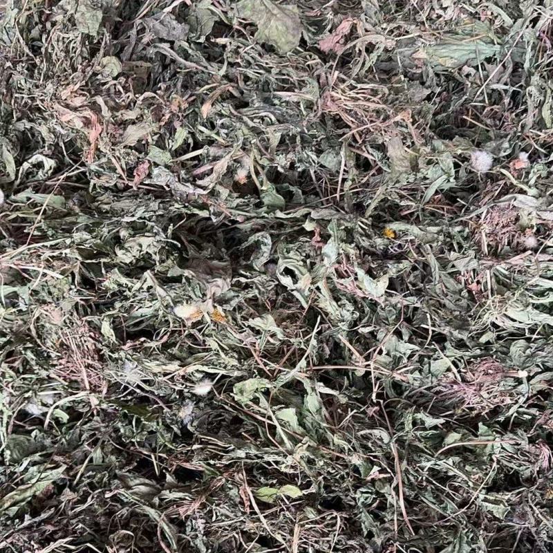 山西运城蒲公英产地直发诚信经营保质保量欢迎咨询
