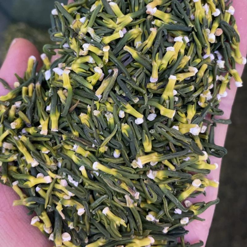 莲子芯大货批发