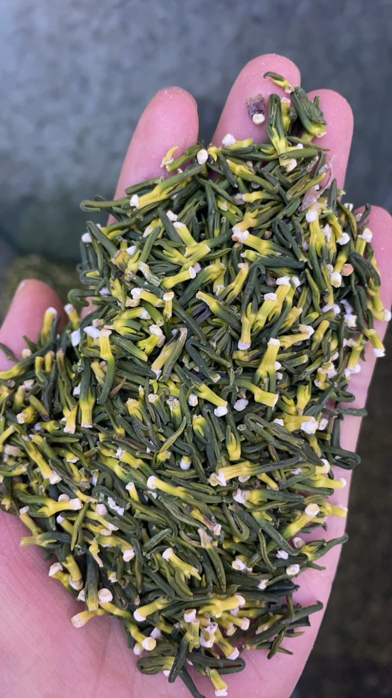 莲子芯大货批发