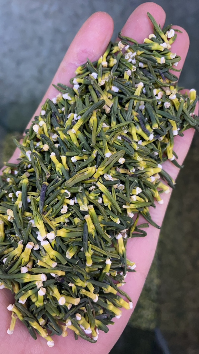 莲子芯大货批发