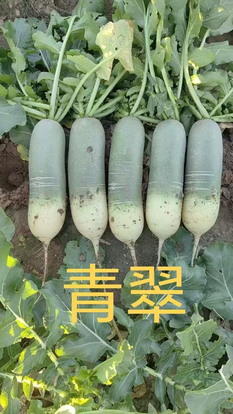 渤丰青翠青萝卜种子三系杂长圆柱形萝卜种子口感脆甜秋播高产