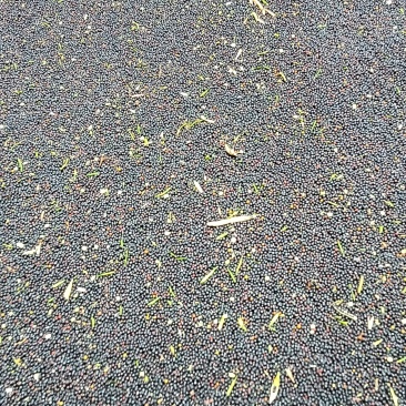 油菜籽