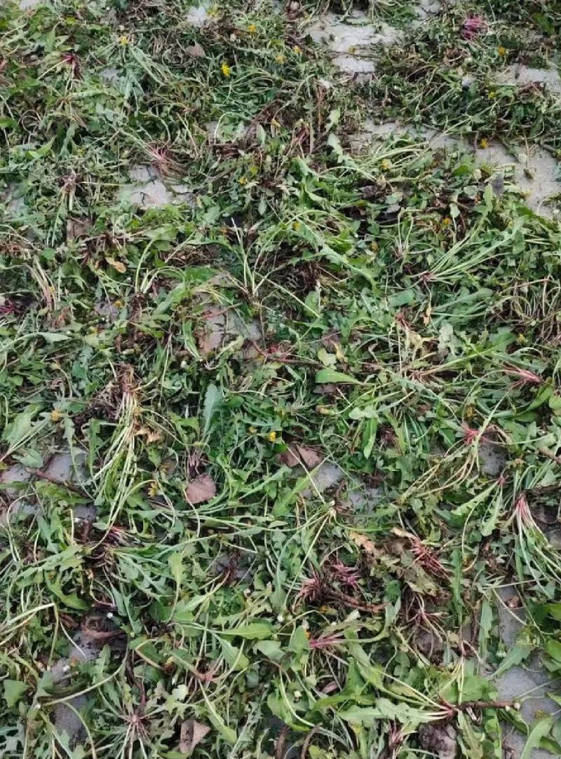 山西运城蒲公英产地直发诚信经营保质保量欢迎咨询