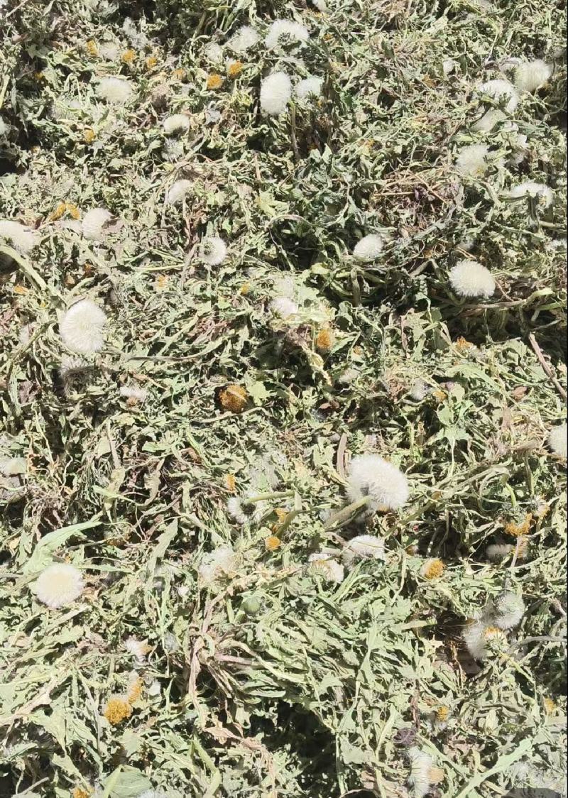 山西运城蒲公英产地直发诚信经营保质保量欢迎咨询