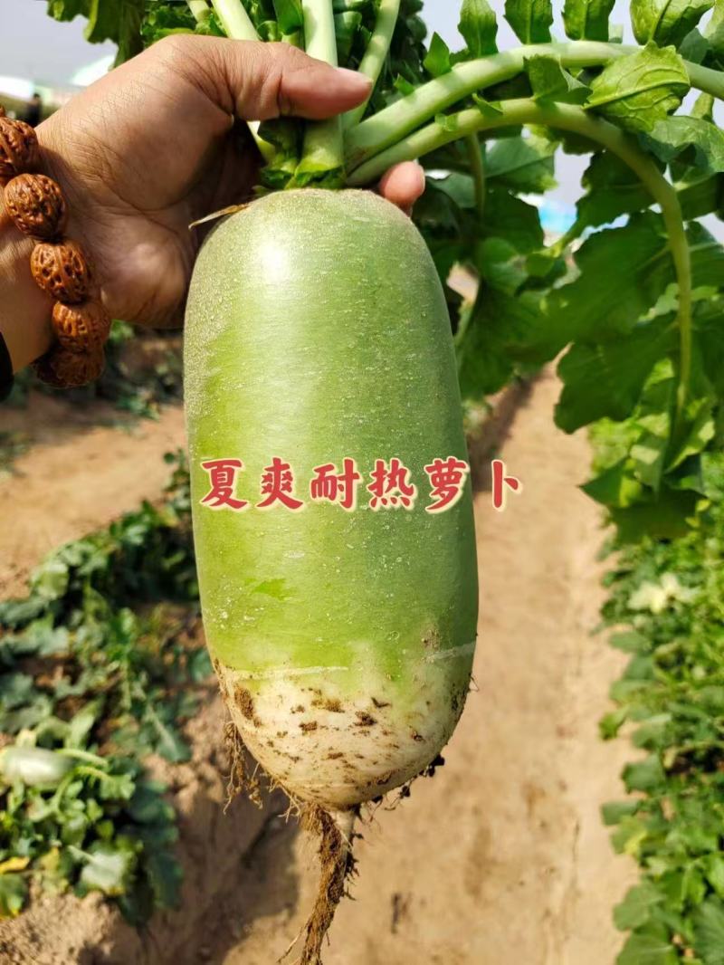 渤丰夏爽萝卜种子表皮光滑亮绿直筒圆润口感甜脆秋播杂交萝卜