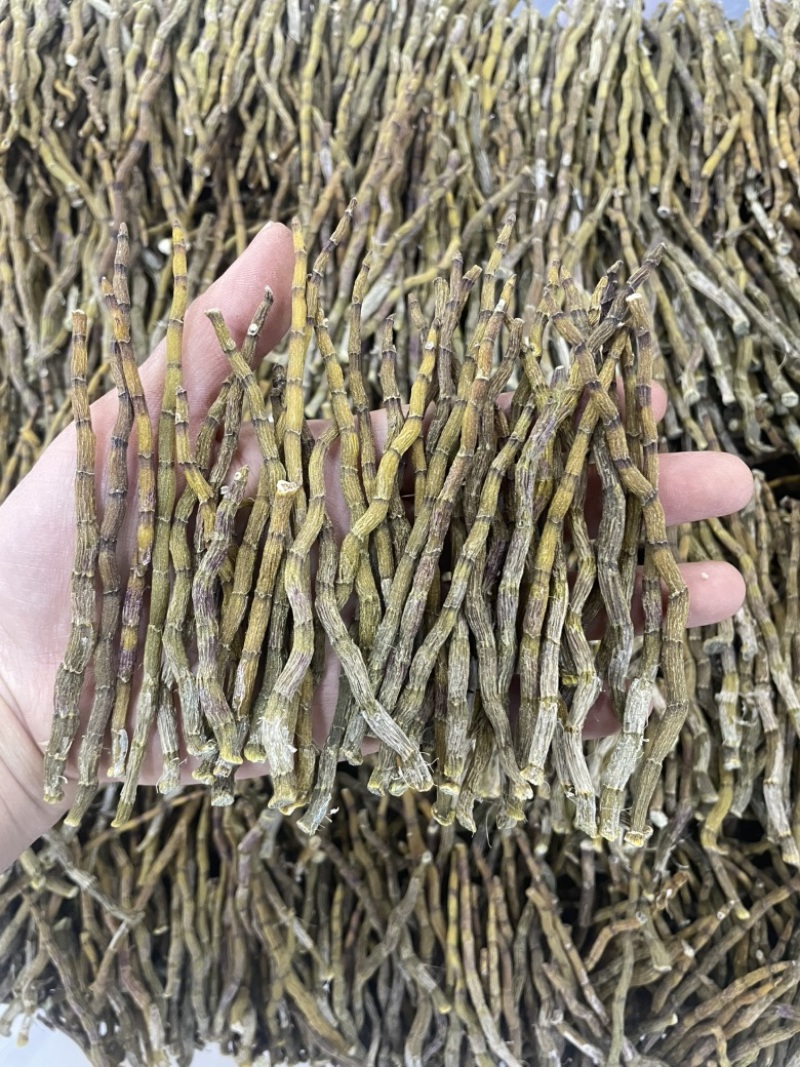 精品芽条铁皮石斛粗芽尖