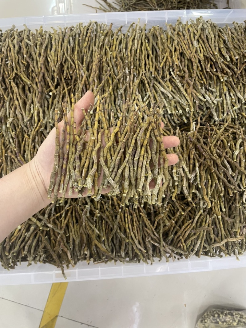 精品芽条铁皮石斛粗芽尖