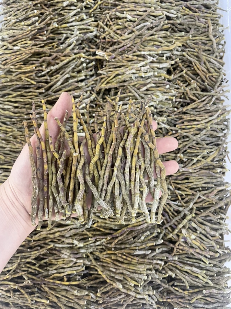 精品芽条铁皮石斛粗芽尖