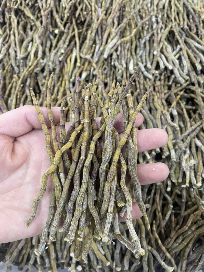 精品芽条铁皮石斛粗芽尖