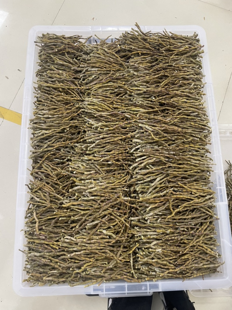 精品芽条铁皮石斛粗芽尖