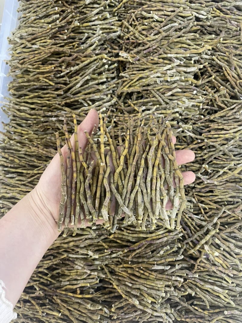 精品芽条铁皮石斛粗芽尖