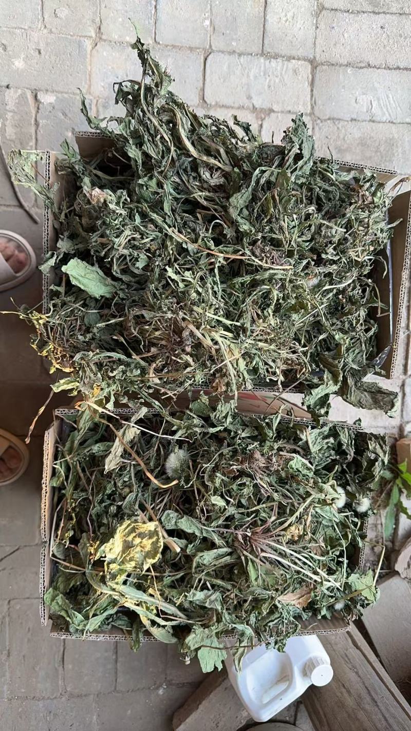 山西运城蒲公英产地直发诚信保障量大从优欢迎咨询