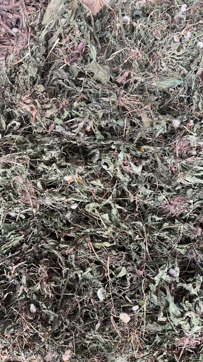 山西运城蒲公英产地直发诚信保障量大从优欢迎咨询