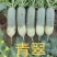 渤丰青翠青萝卜种子三系杂长圆柱形萝卜种子口感脆甜秋播高产