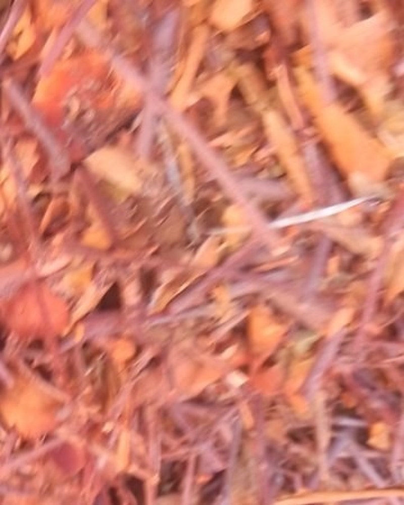 云南野生余甘果寄生草橄榄寄生干货量不大货真价实