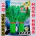 金尊浓香光杆茼蒿种子耐热耐寒蔬菜籽口感细嫩清脆皇帝菜春秋