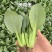 美高美青梗菜种子高产耐热耐寒青梗菜种籽四季小油菜籽种蔬菜