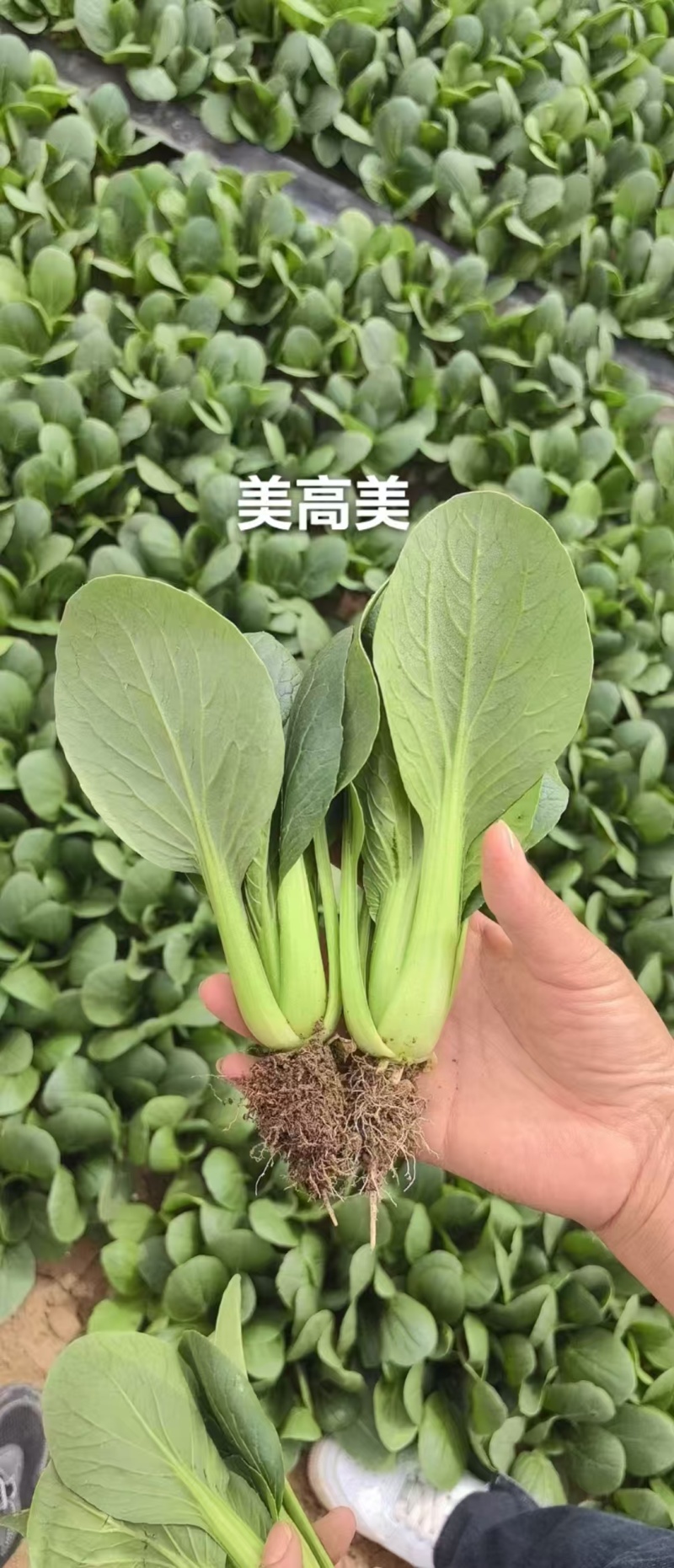 美高美青梗菜种子高产耐热耐寒青梗菜种籽四季小油菜籽种蔬菜