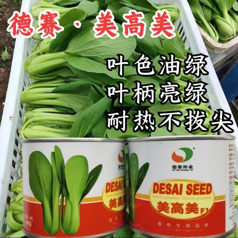美高美青梗菜种子高产耐热耐寒青梗菜种籽四季小油菜籽种蔬菜