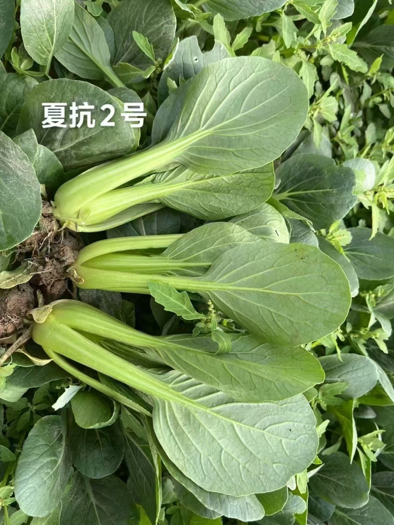 美高美青梗菜种子高产耐热耐寒青梗菜种籽四季小油菜籽种蔬菜
