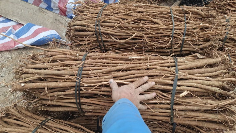 千斤拔广西正宗红皮切片