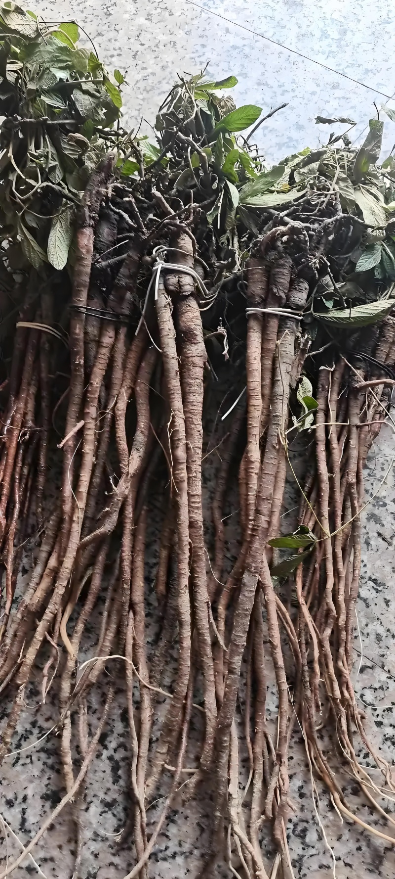 千斤拔广西正宗红皮切片