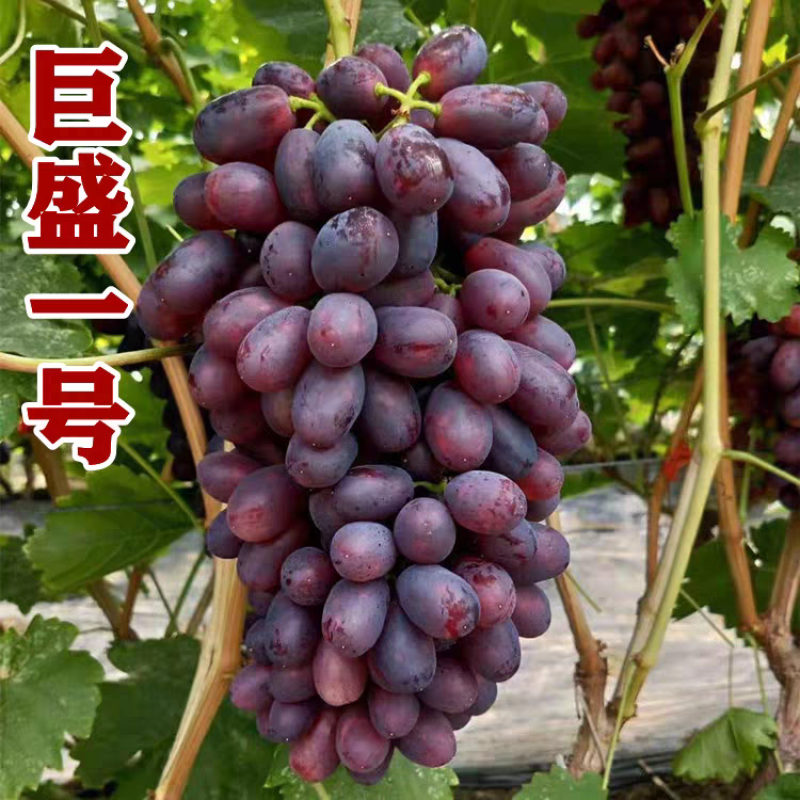 热卖中巨盛一号葡萄大量供应产地直发价格优惠欢迎来电