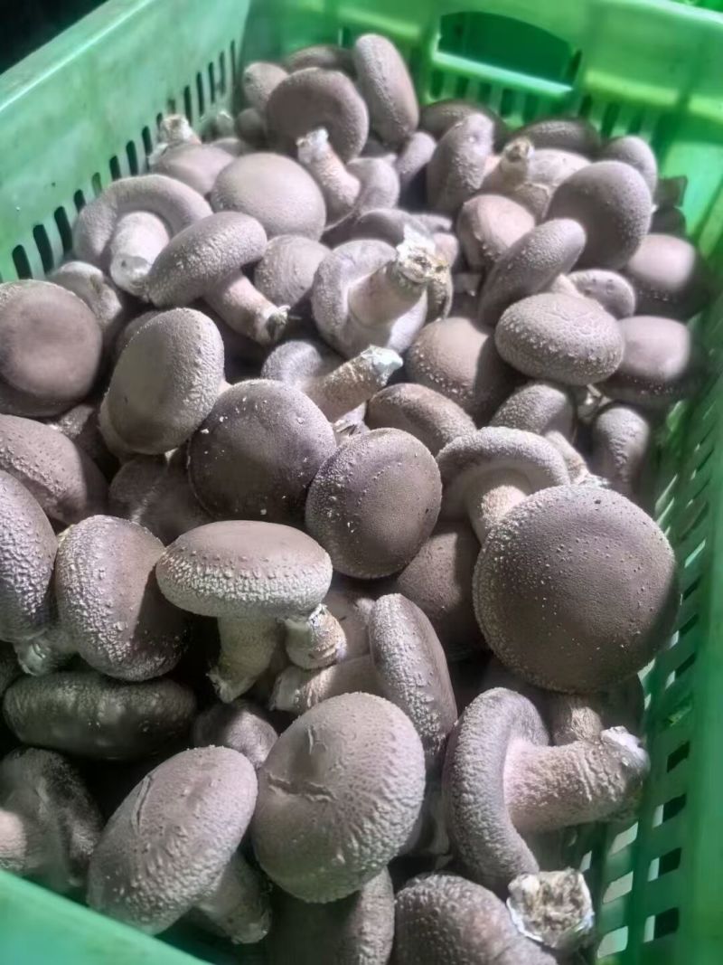 鲜香菇
