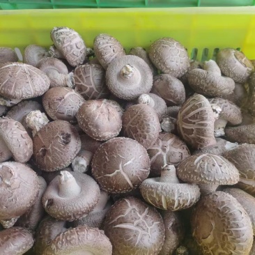 鲜香菇
