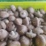 鲜香菇