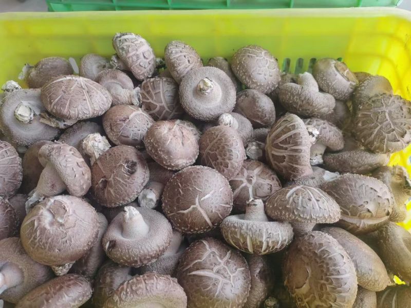 鲜香菇