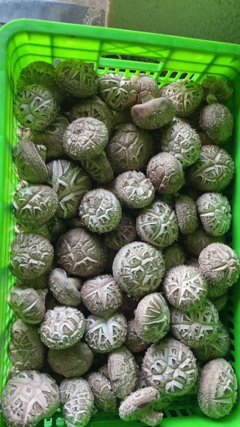鲜香菇