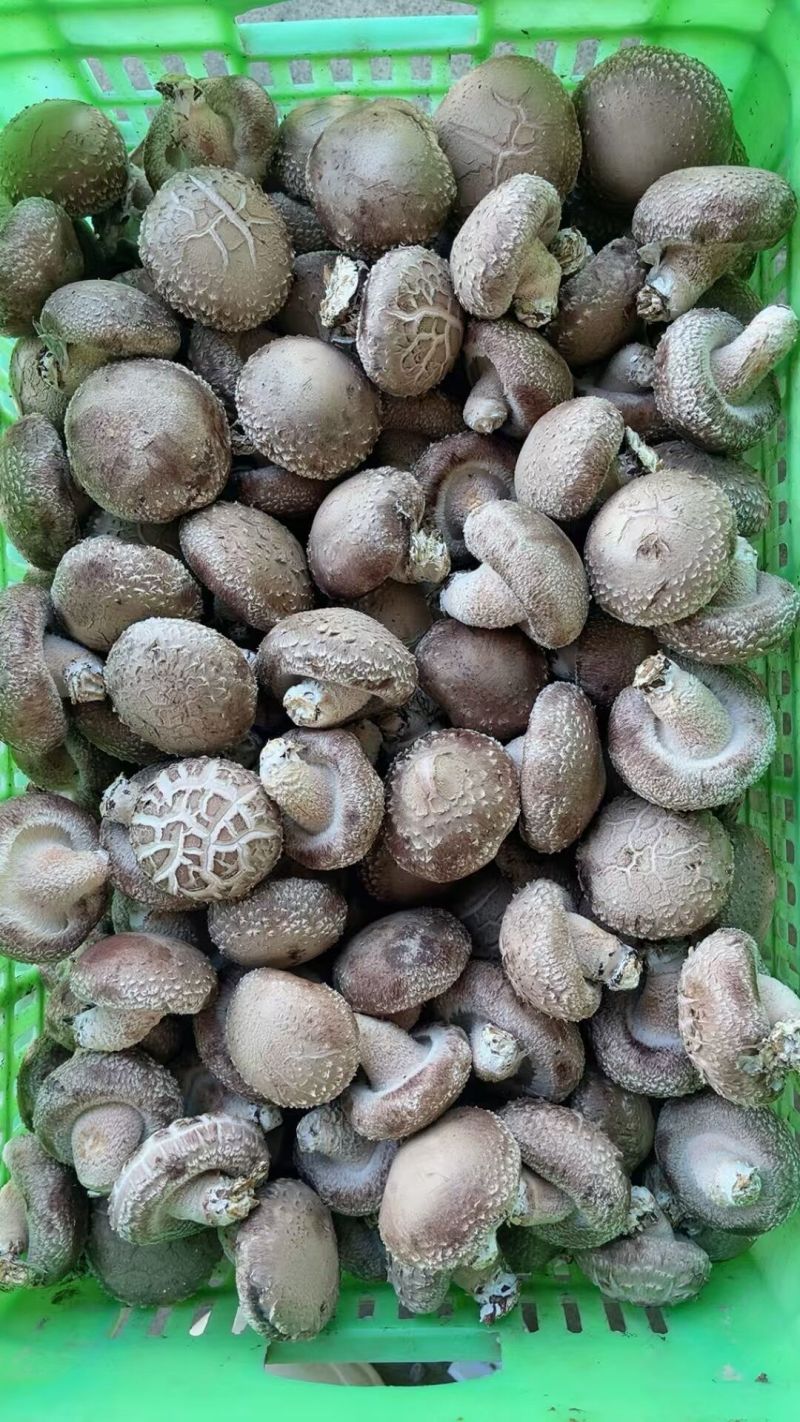 鲜香菇
