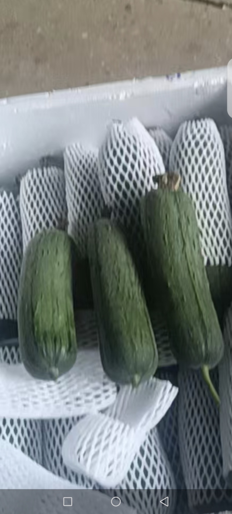 福建南平新苗精品肉丝瓜