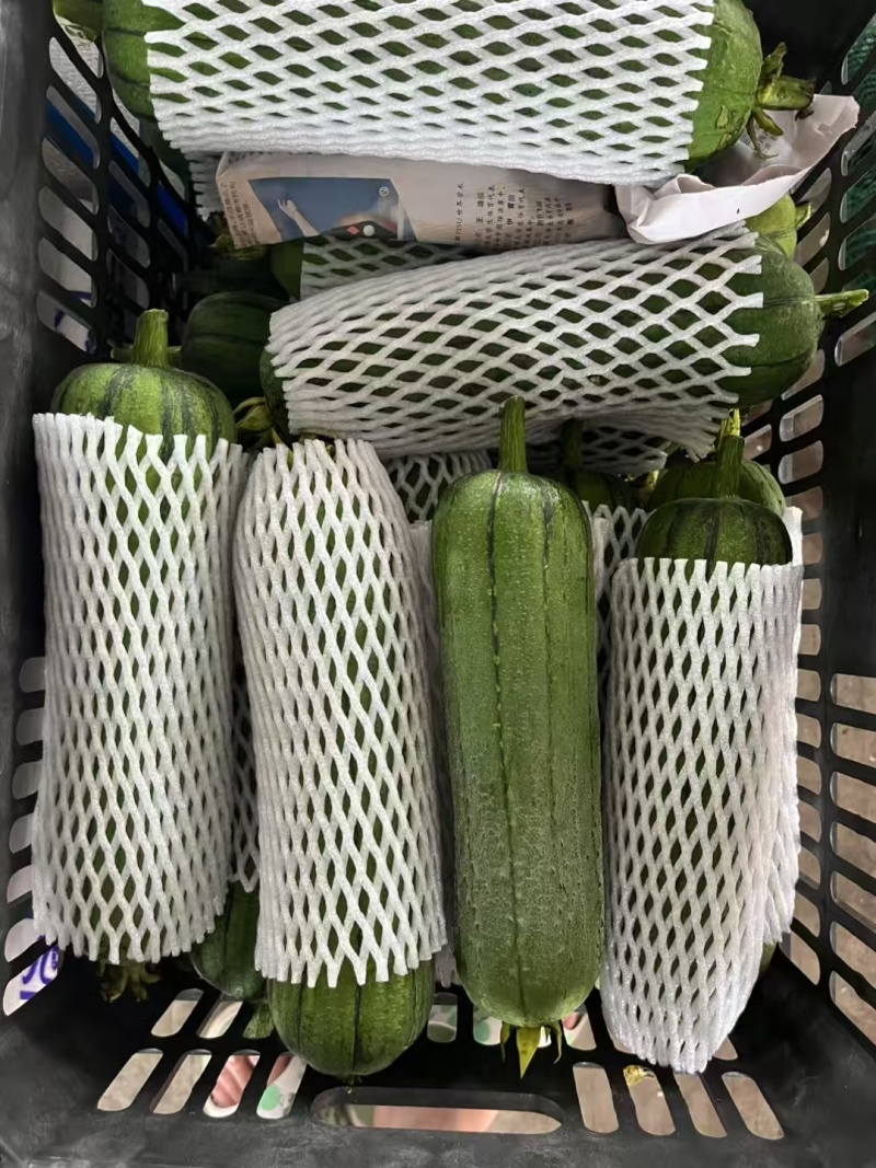 福建南平新苗精品肉丝瓜