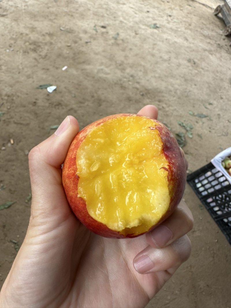 河南中油48油桃，曙光，产地大量上市，头茬对接市场，