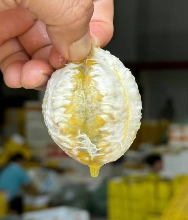 亲密9号黄金百香果