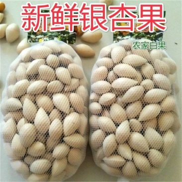 新鲜大白果新鲜生白果银杏果大佛指银杏白果子带壳优质白果子