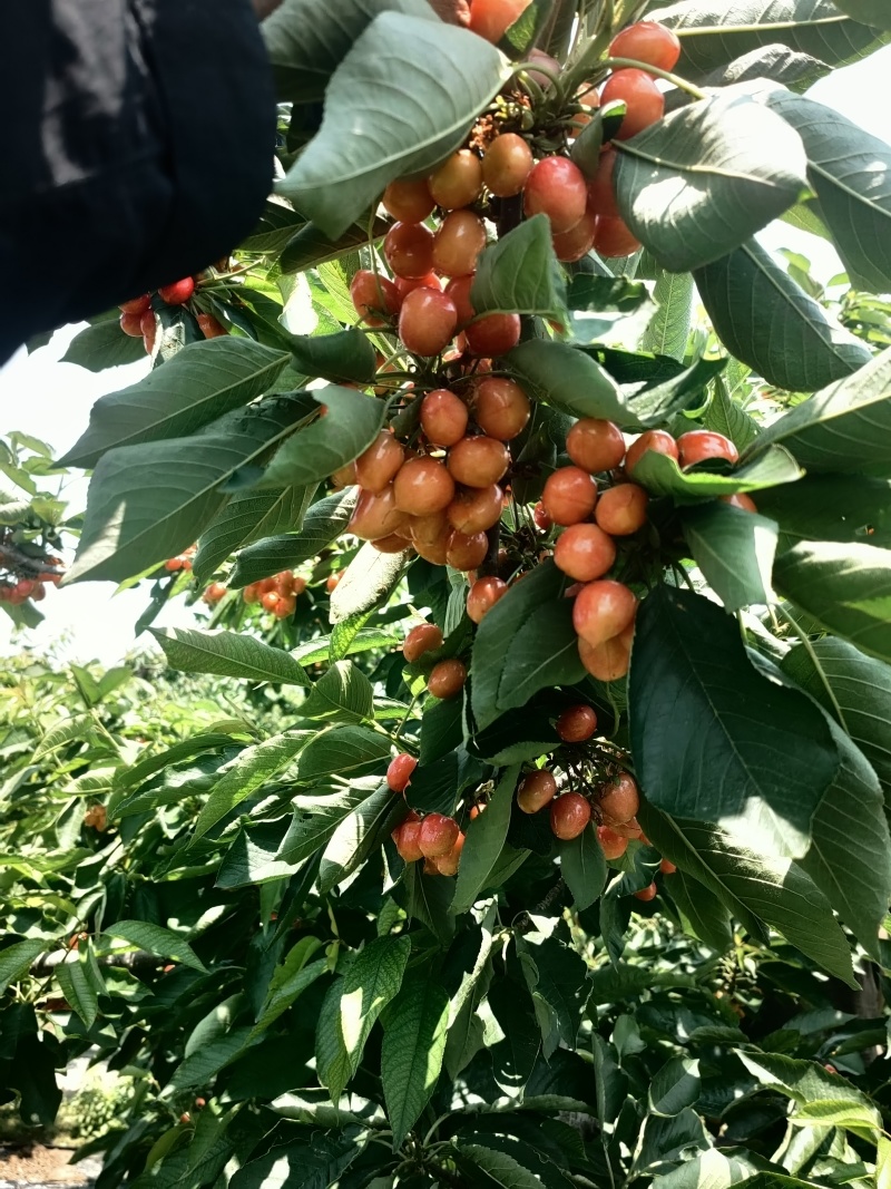 萨米脱山西临汾量大从优货源充足
