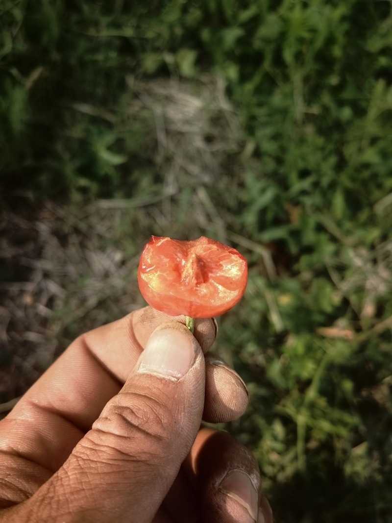 萨米脱山西临汾量大从优货源充足