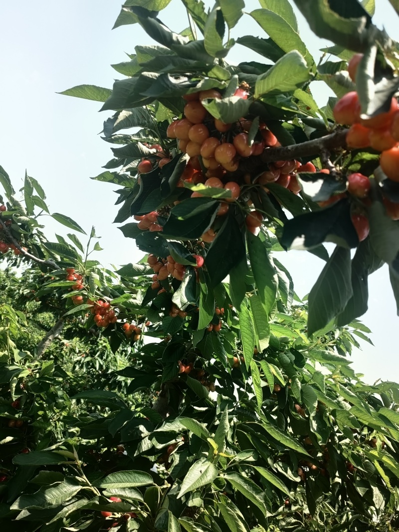 萨米脱山西临汾量大从优货源充足